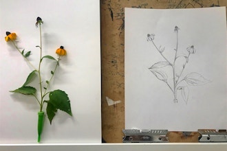 Contemporary Botanical Drawing